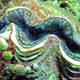 Tridacna maxima in Sulawesi, Indonesia
